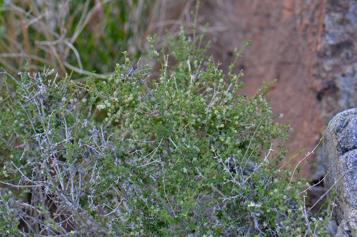 Starry Bedstraw flowers produce fuzzy nutlets with dense white silk hairs. Blooms from January to May, earlier or later in other parts of the country. Galium stellatum Starry Bedstraw flowers produce fuzzy nutlets with dense white silk hairs. Blooms from January to May, earlier or later in other parts of the country. Galium stellatum